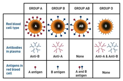 ABO blood group table