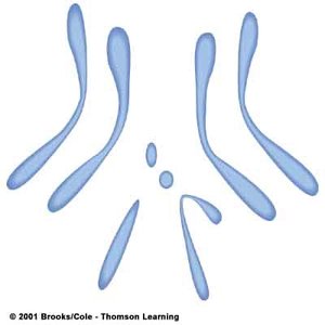 Linkage map for Drosophila X chromosome
