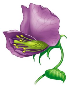 Diagram of a pea flower showing reproductive organs