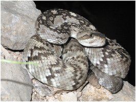 Rattlesnake as an example of biological observation