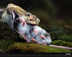 Rattlesnake eating prey, supporting the hypothesis about prey activity
