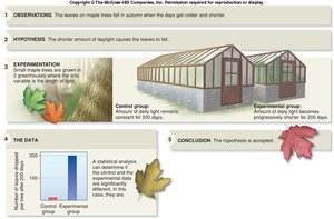 Diagram of the scientific method applied to plant leaves and daylight