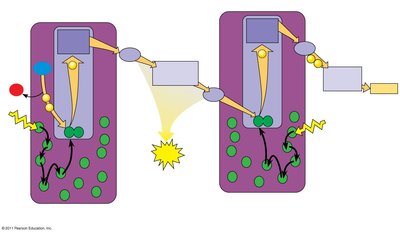 Diagram of the light reactions showing electron flow through photosystems and electron carriers