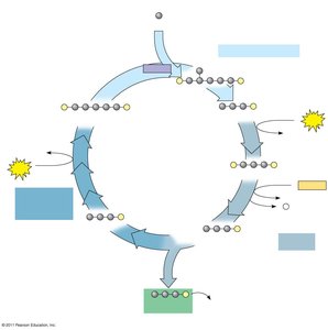 Detailed diagram of the Calvin cycle with inputs and outputs for each phase
