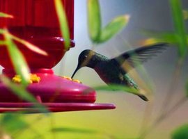 Hummingbird, a fluid feeder