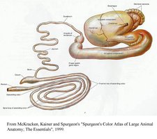 Animal digestive tract diagram