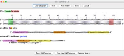 Gene Explorer screenshot showing promoter, terminator, exons, introns, and mRNA/protein output