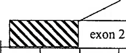 Gene map diagram showing hashed coding region in exon 2