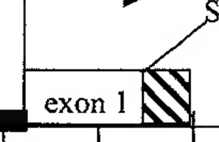 Gene map diagram showing exons, introns, start and stop codons