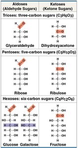 Table of common monosaccharides: aldoses and ketoses.