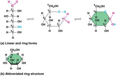 Linear and ring forms of glucose.
