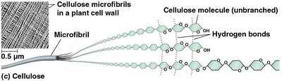 Structure of cellulose and hydrogen bonding between chains.