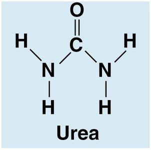 Structure of urea molecule.