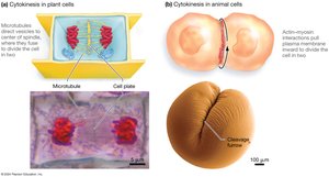 Cytokinesis in plant and animal cells