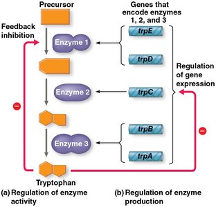 Diagram showing feedback inhibition and gene regulation in the trp operon