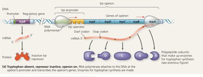 trp operon active: tryptophan absent, repressor inactive, operon on