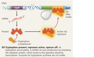 trp operon repressed: tryptophan present, repressor active, operon off