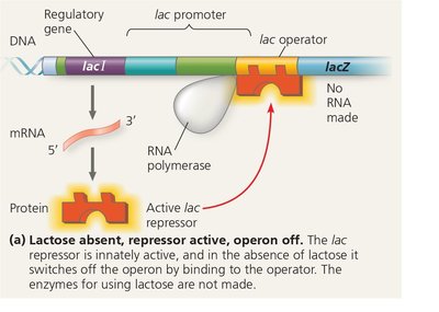 lac operon off: lactose absent, repressor active, operon off