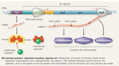 lac operon on: lactose present, repressor inactive, operon on
