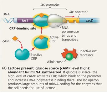 lac operon positive regulation: lactose present, glucose scarce, cAMP high, CRP active