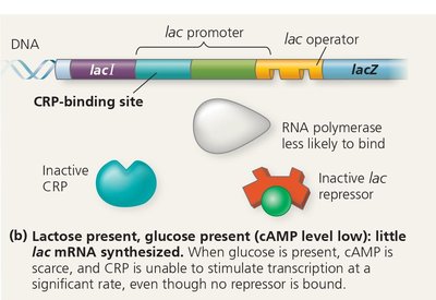 lac operon positive regulation: lactose present, glucose present, cAMP low, CRP inactive