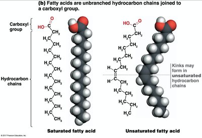 Saturated and unsaturated fatty acids