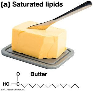 Saturated lipids (butter)