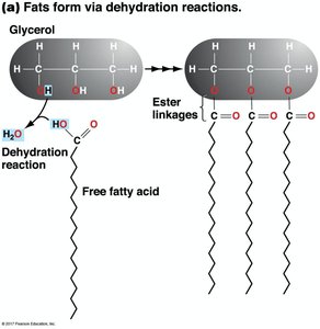 Fats form via dehydration reactions