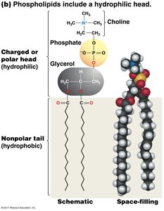 Phospholipid structure