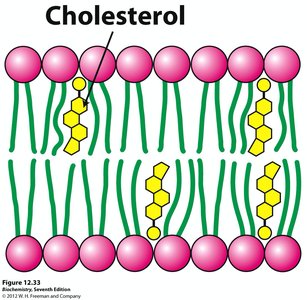 Cholesterol in membrane