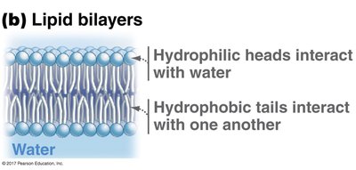 Lipid bilayer formation