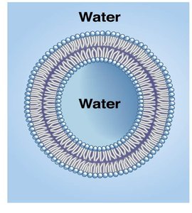 Lipid vesicle and bilayer