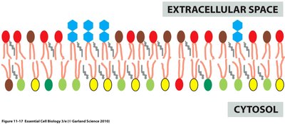 Asymmetry of the lipid bilayer