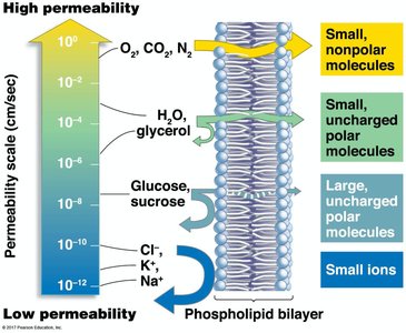 Lipid bilayers limit movement of hydrophilic molecules and ions