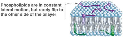 Phospholipid movement within membranes