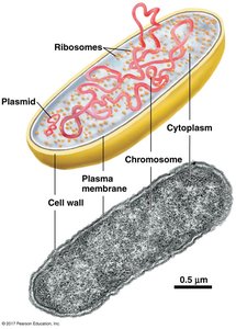 Diagram of a prokaryotic cell