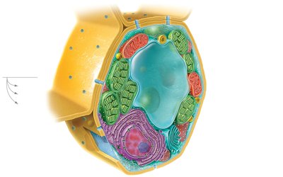 Diagram of a generalized plant cell