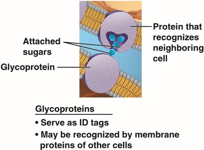 Glycoproteins in the membrane