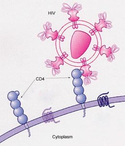 CD4 glycoproteins and HIV recognition
