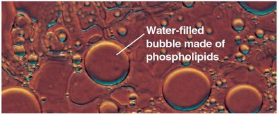 Water-filled bubble made of phospholipids