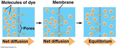 Diffusion across a membrane