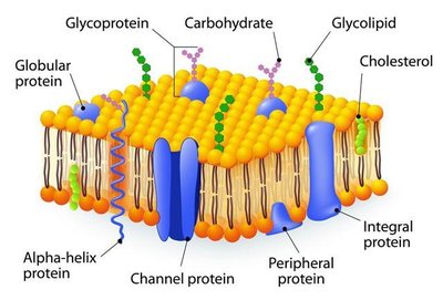 Diagram of the fluid mosaic model of the plasma membrane