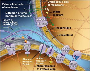 Detailed structure of the plasma membrane with labeled components