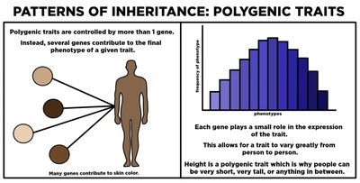 Patterns of inheritance: polygenic traits