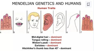 Mendelian genetics and human traits