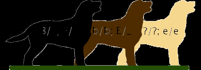 Labrador retriever coat color genotypes