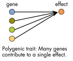Polygenic trait: many genes contribute to a single effect