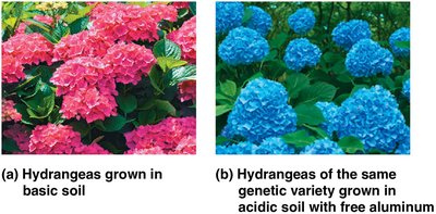 Hydrangea flower color in different soils