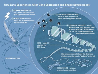 How early experiences alter gene expression and shape development