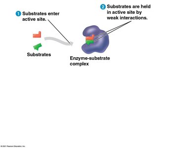 Substrate entering active site